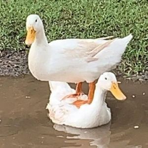 Meet your Posher, Eden